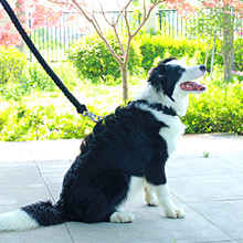 Wandelend 7 Bundels parachuteer 550 Paracord Kabel 100 Voet 2